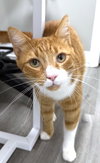 Tater Todd - Photo 5