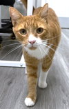 Tater Todd - Photo 1