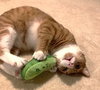 Tater Todd - Photo 4