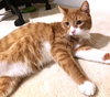 Tater Todd - Photo 2
