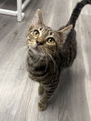 Mochi - Photo 6
