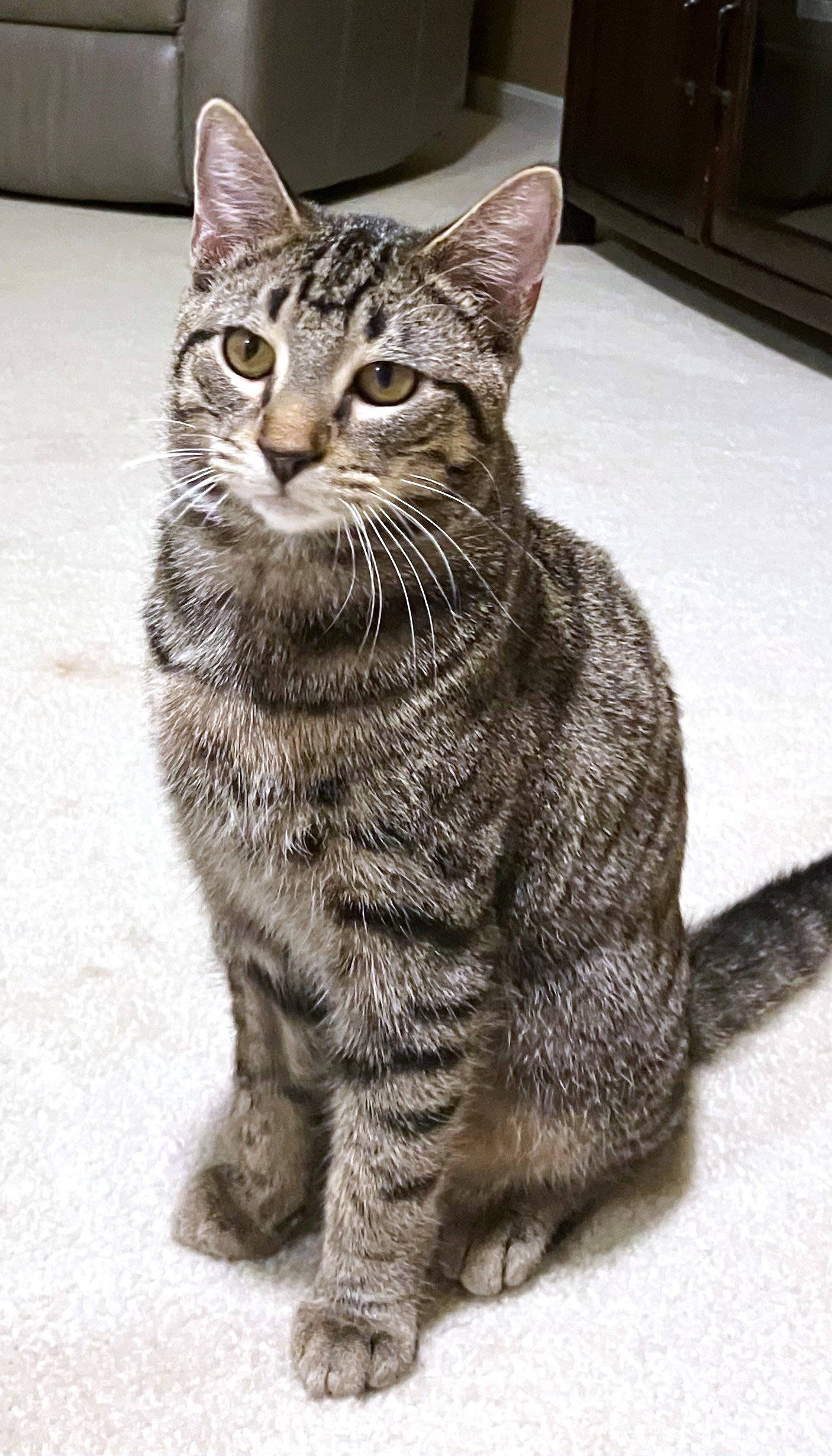 Mochi Image