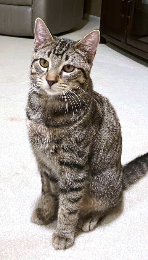 MOCHI - Domestic Short Hair available for adoption