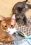 Mochi - Photo 3