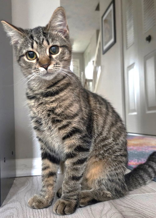 picture of the cat needing adoption