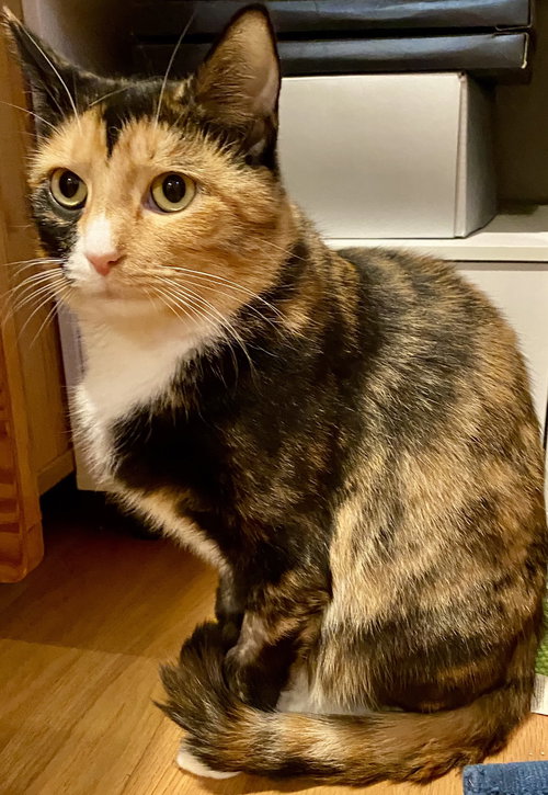picture of the cat needing adoption