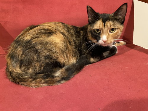 COSETTE - Calico available for adoption