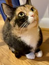 Cosette - Photo 3