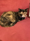 Cosette - Photo 4