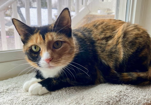 COSETTE - Calico available for adoption