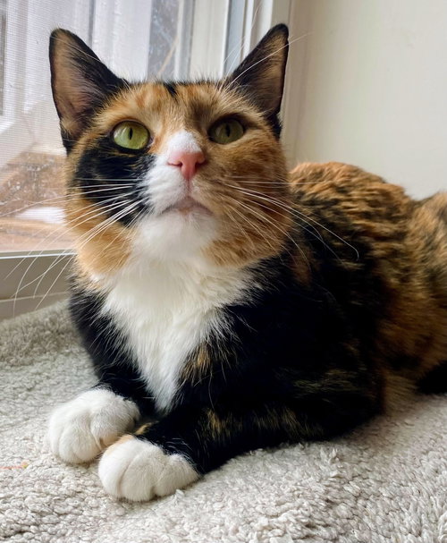 COSETTE - Calico available for adoption
