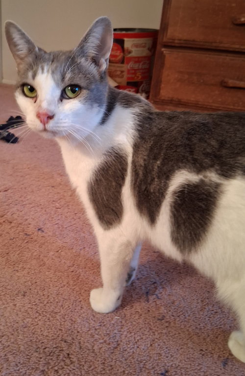 picture of the cat needing adoption