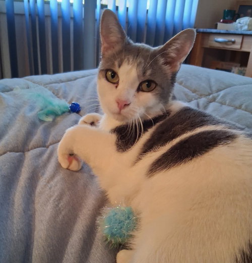 CARA - Domestic Short Hair available for adoption
