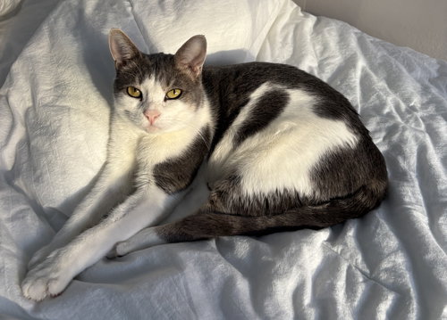 CARA - Domestic Short Hair available for adoption