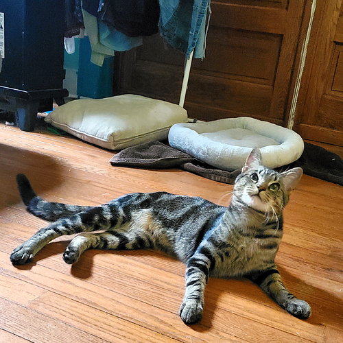 RADAR - Domestic Short Hair available for adoption