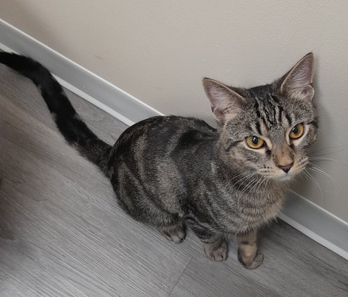 picture of the cat needing adoption