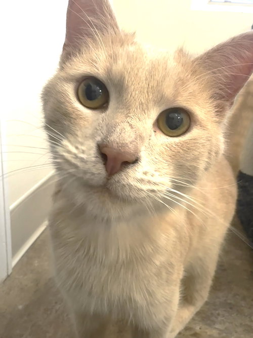 picture of the cat needing adoption