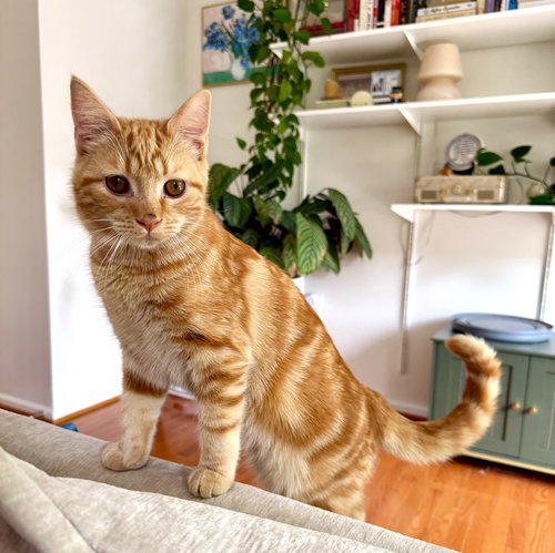 Beaker, Young Domestic Short Hair, cat for adoption in Manassas, Virginia