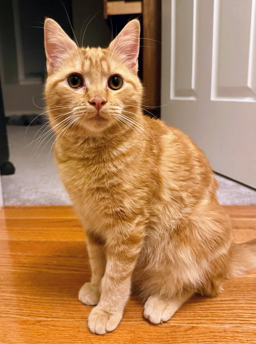 Beaker, an adoptable Domestic Short Hair in Reston, VA