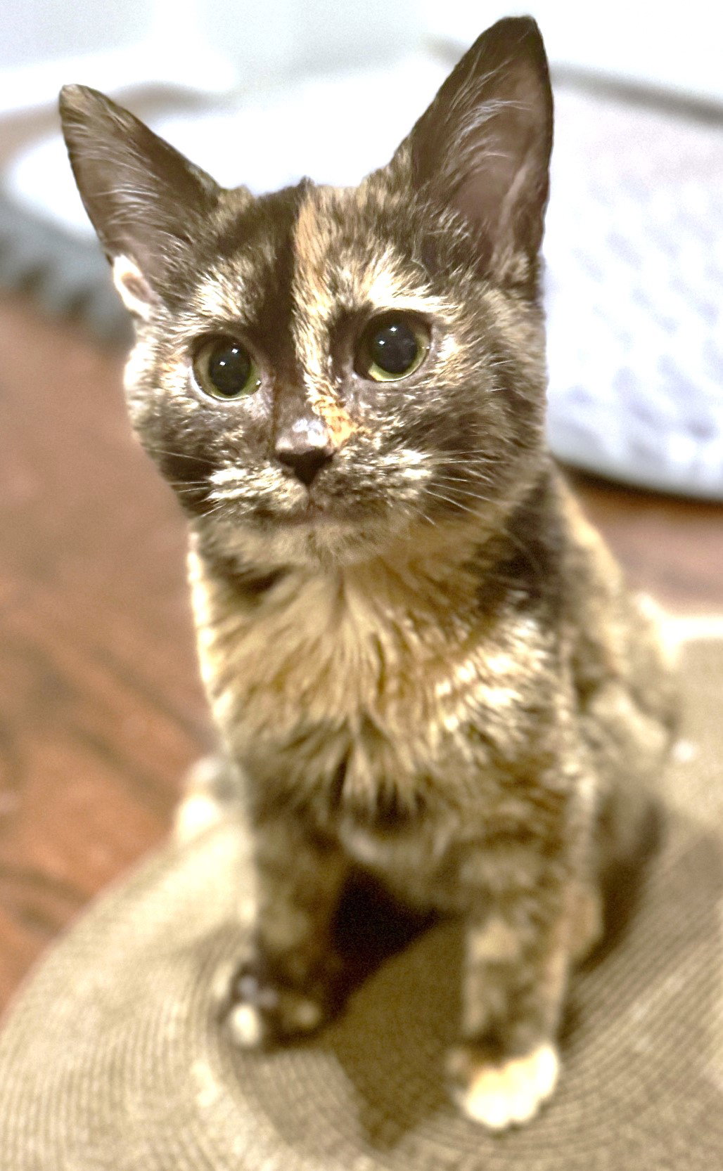 Shelby Image