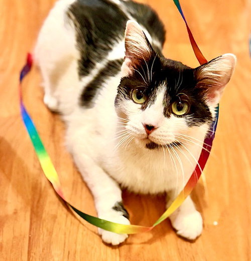 Priscilla, Young Domestic Short Hair, cat for adoption in Manassas, Virginia
