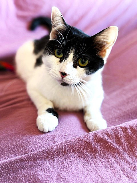 picture of the cat needing adoption