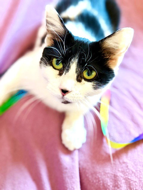 Priscilla Image