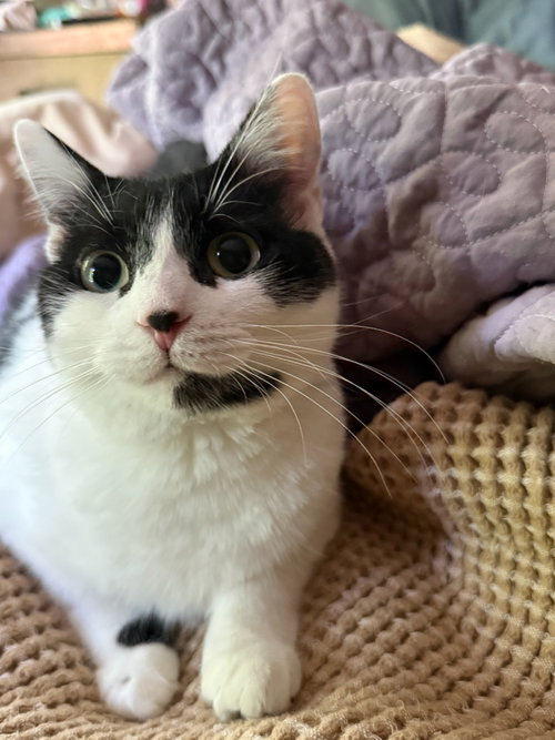Priscilla, an adoptable Domestic Short Hair in Reston, VA