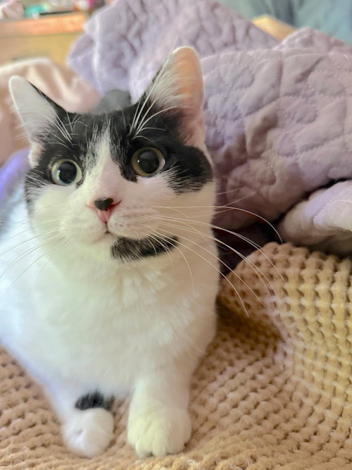 picture of the cat needing adoption