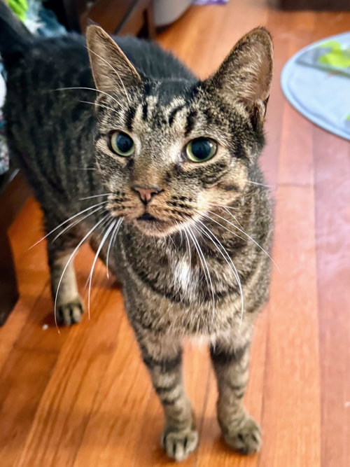 Steve Harvey, Young Domestic Short Hair, cat for adoption in Manassas, Virginia