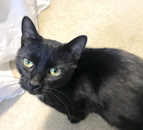 picture of the cat needing adoption