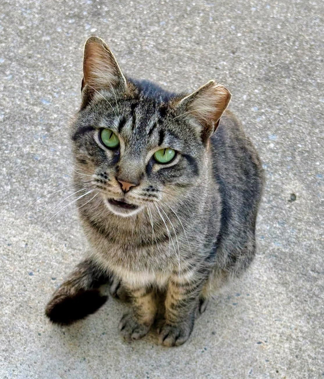 Alley (FeLV+) Image