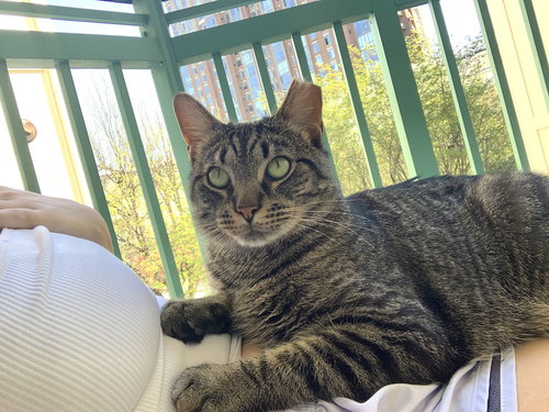 Alley (FeLV+), Young Domestic Short Hair, cat for adoption in Manassas, Virginia