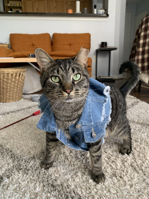 Alley (FeLV+), an adoptable Domestic Short Hair in Reston, VA