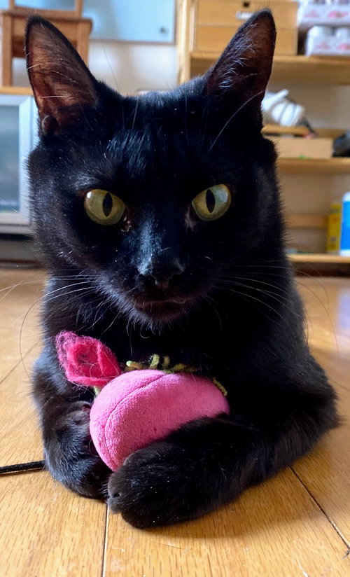 picture of the cat needing adoption