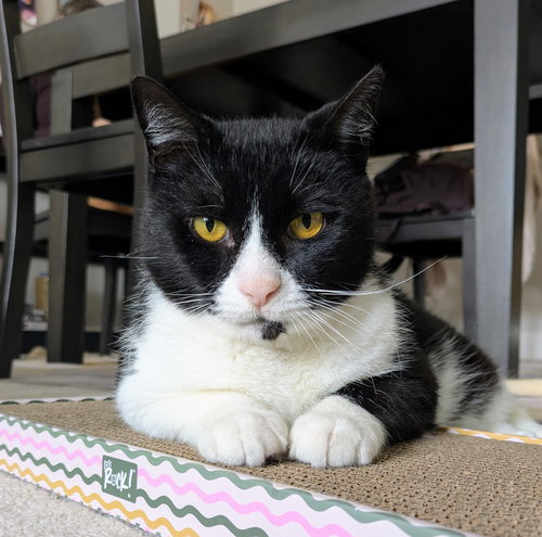 picture of the cat needing adoption