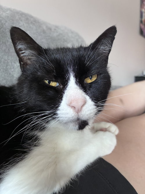 Tennessee, Adult Domestic Short Hair, cat for adoption in Manassas, Virginia