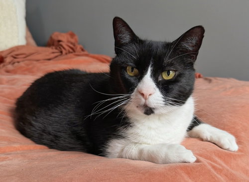 Tennessee, an adoptable Domestic Short Hair in Reston, VA
