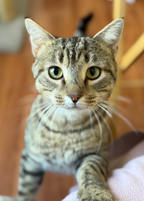 Ziggy, an adoptable Domestic Short Hair in Reston, VA