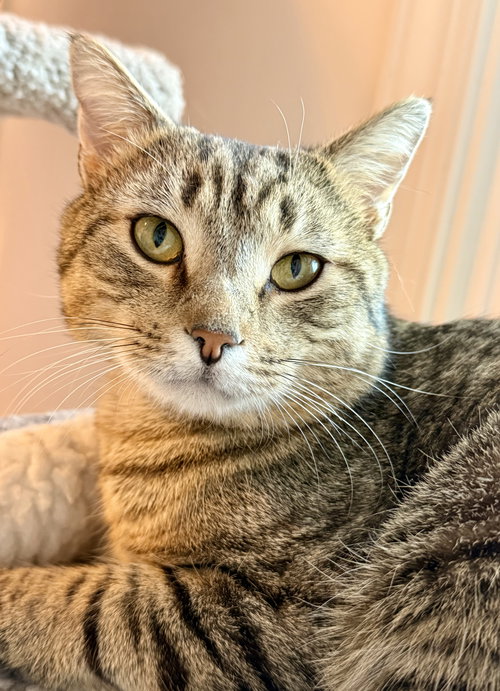 Ziggy, an adoptable Domestic Short Hair in Reston, VA