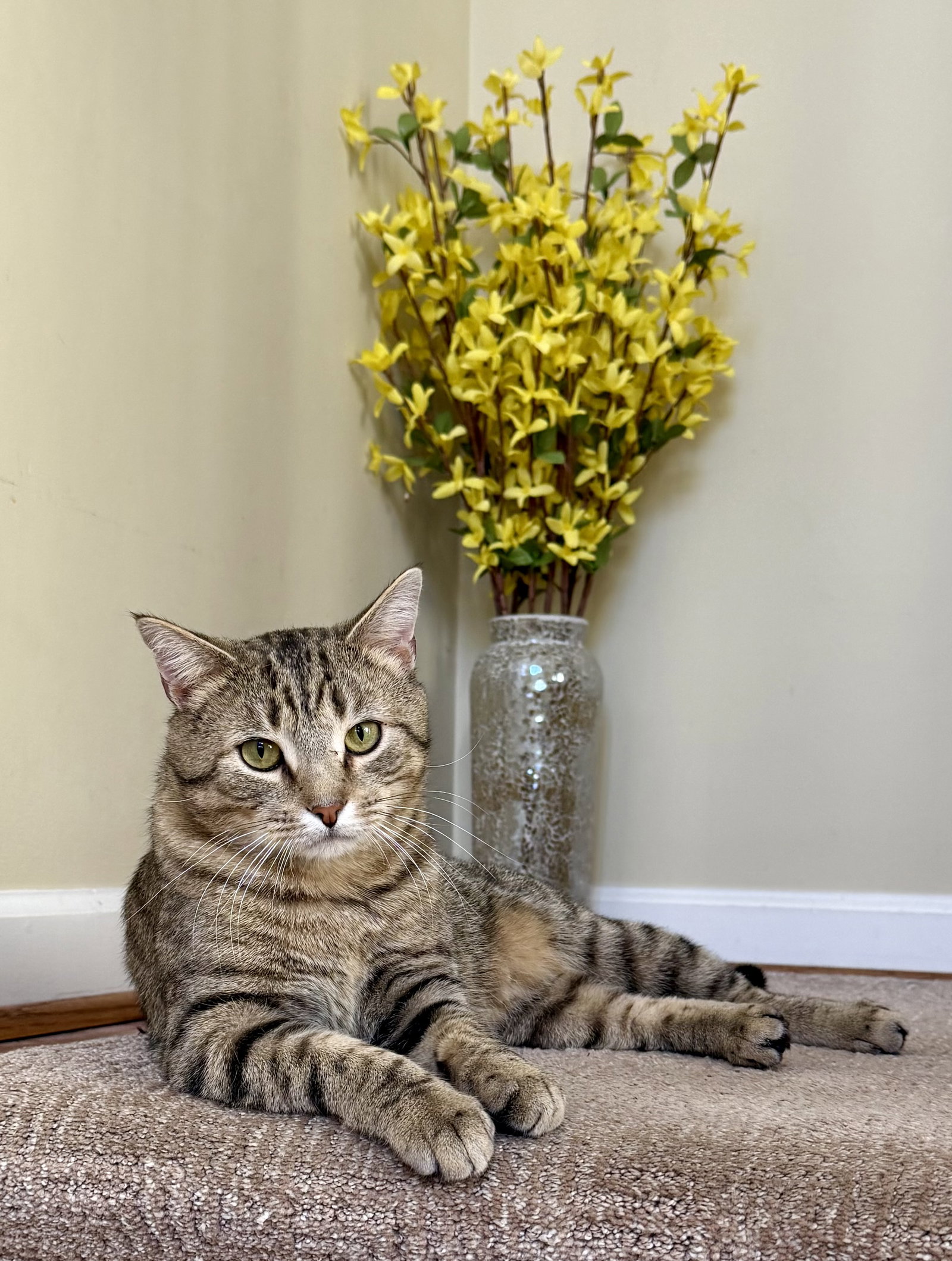 Ziggy Image