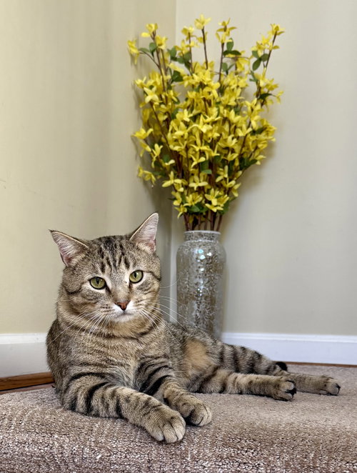 Ziggy, Young Domestic Short Hair, cat for adoption in Manassas, Virginia