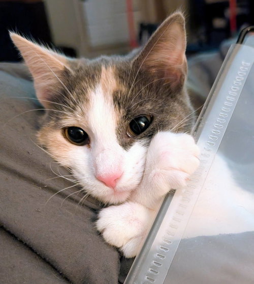 picture of the cat needing adoption