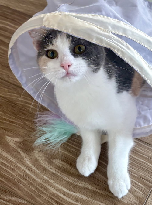 Pip, an adoptable Domestic Short Hair in Reston, VA