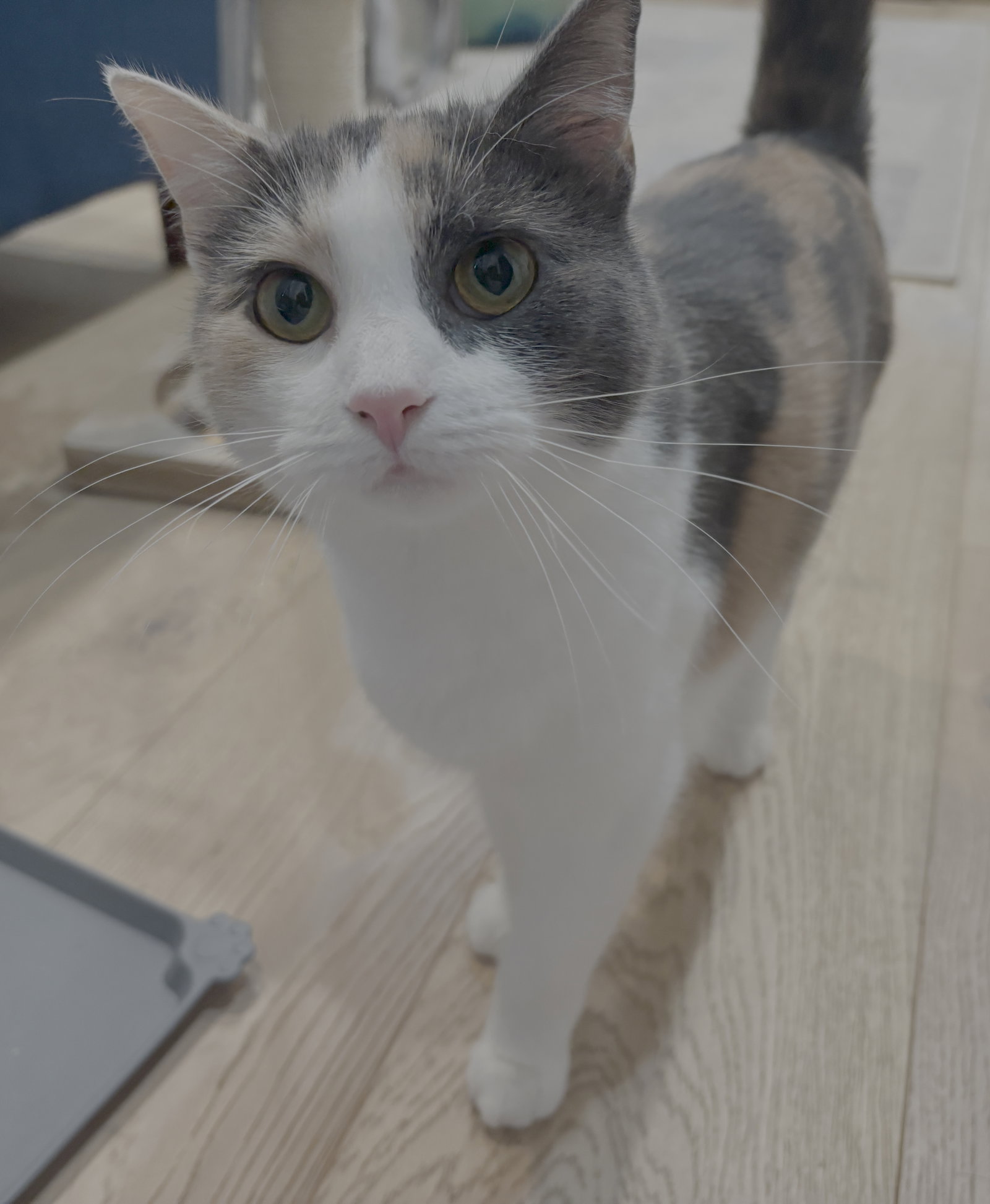 Pip (Pippa), photo 4