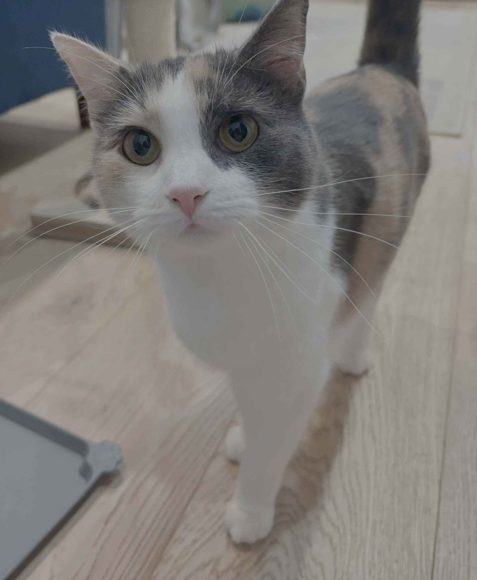 Pip Pippa