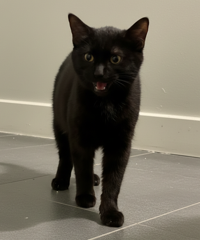 Soren, photo 13