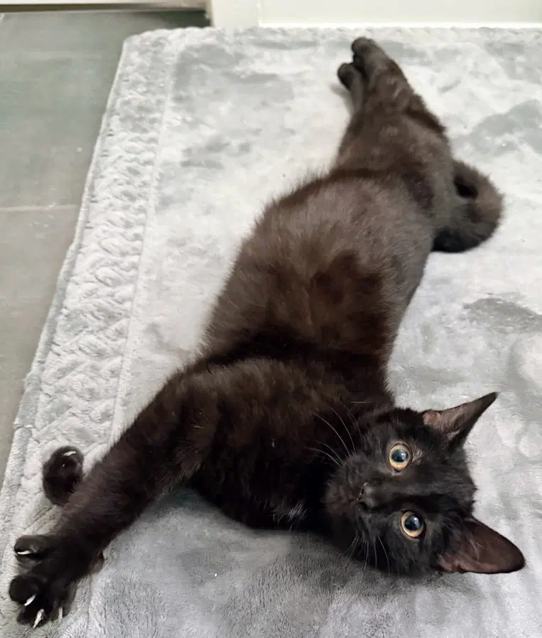 Soren - Domestic Short Hair