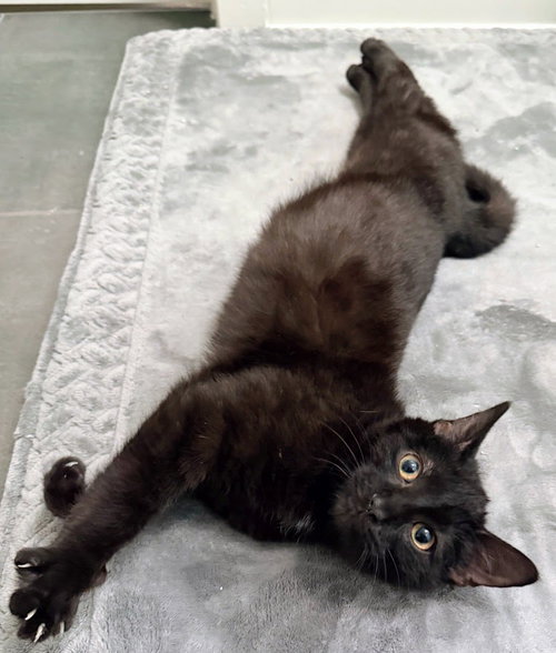 Soren, Baby Domestic Short Hair, cat for adoption in Manassas, Virginia