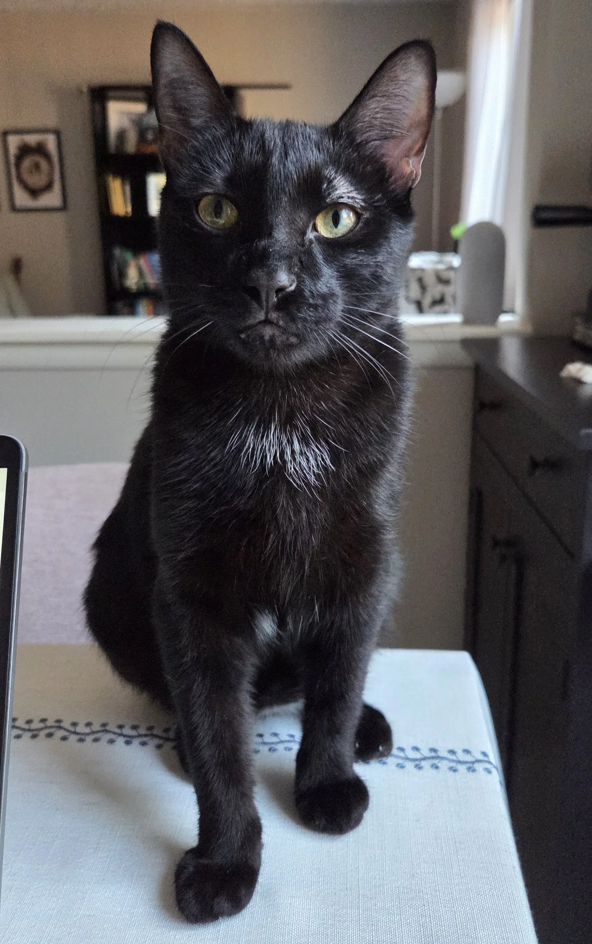 Soren - Domestic Short Hair